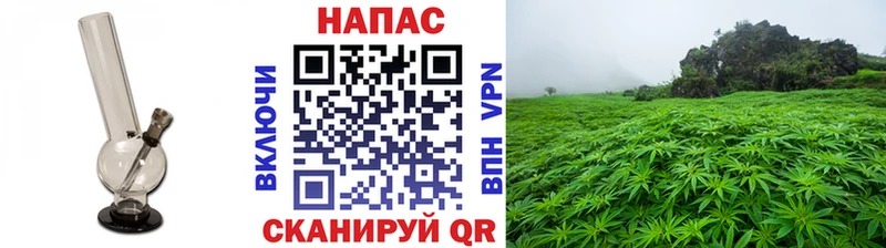 Купить  Нытва  Марихуана сатива 